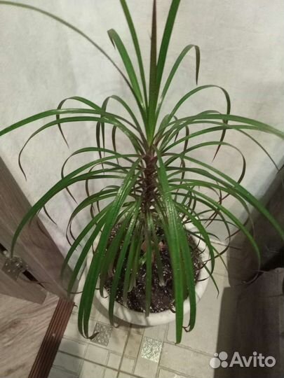 Пальма драцена