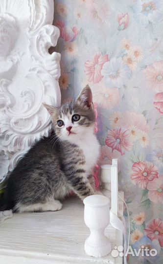 Кошечка породы 