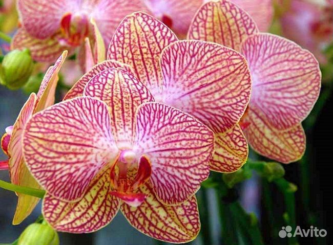 Орхидеи домашнего цветения