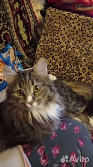 Котик бесплатно