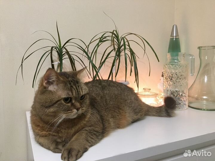 Шотланская кошка в хорошие руки