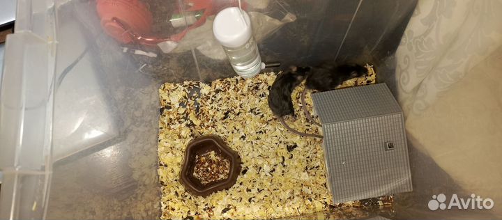 Отдаю кудрявых мышек