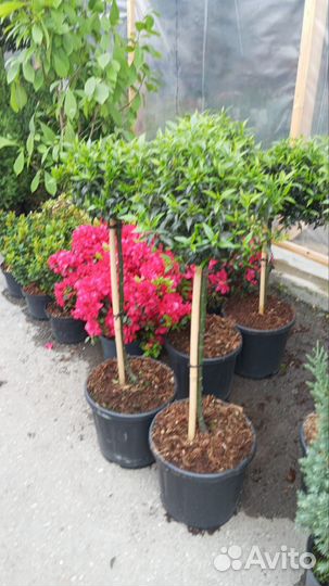 Уличные декоративные растения