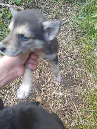 Щенки от хаски