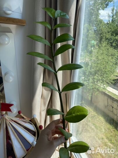 Замиокулькас