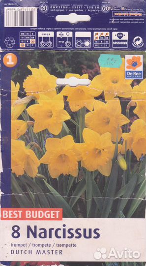 Луковицы нарциссов и мускари