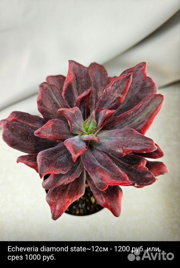 Суккуленты 6