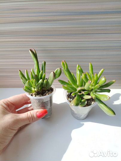 Суккуленты