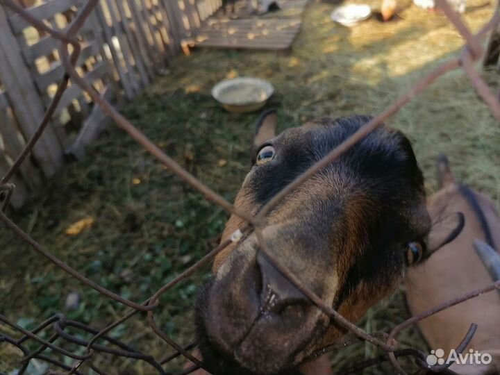 Чешский козлик