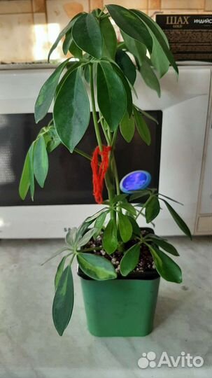 Фикус Мелани, Шеффлера