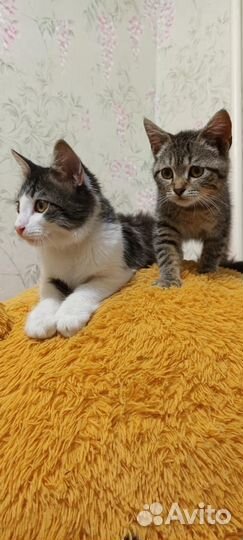 Отдаем котят