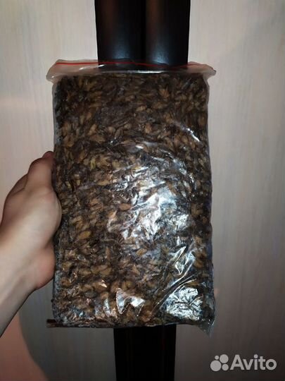 Кормовые насекомые Сверчок, Таракан, Зофобас и т.п