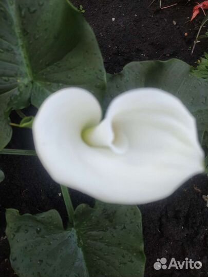 Детка белой каллы