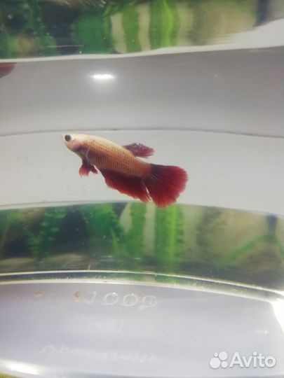 Рыбка петушок самка