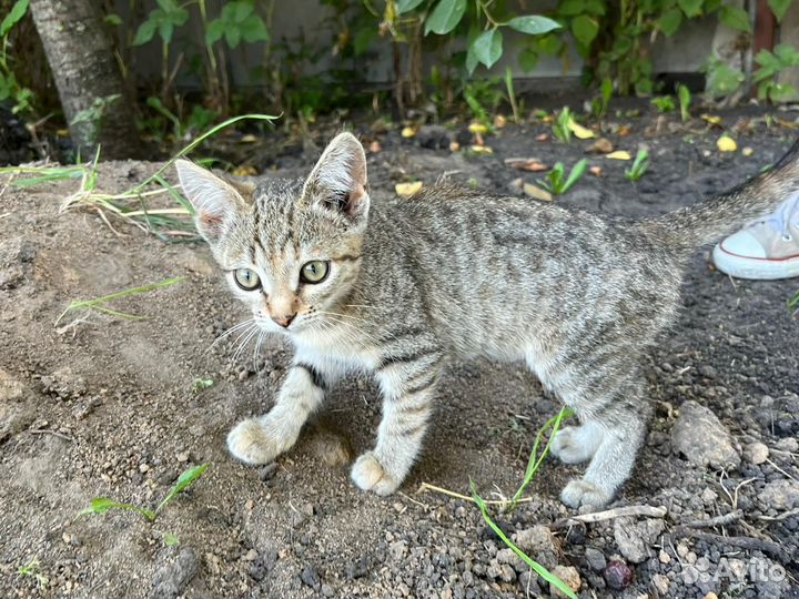 Отдам в добрые руки котят