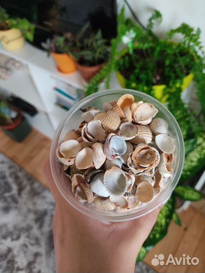 Морские ракушки