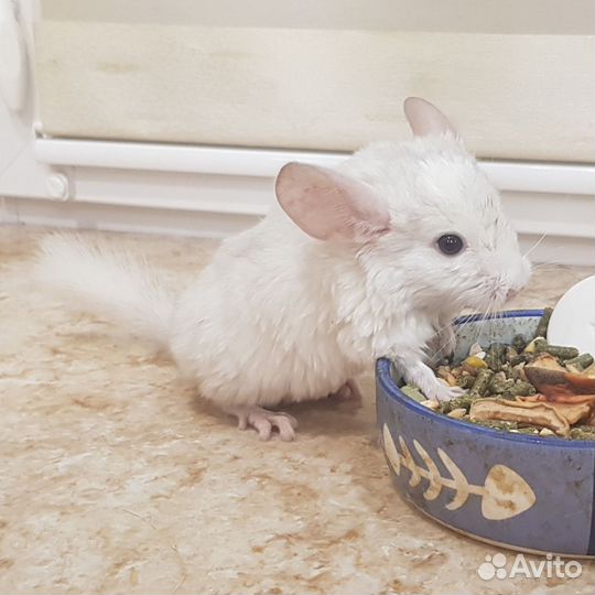 Продам шиншилл