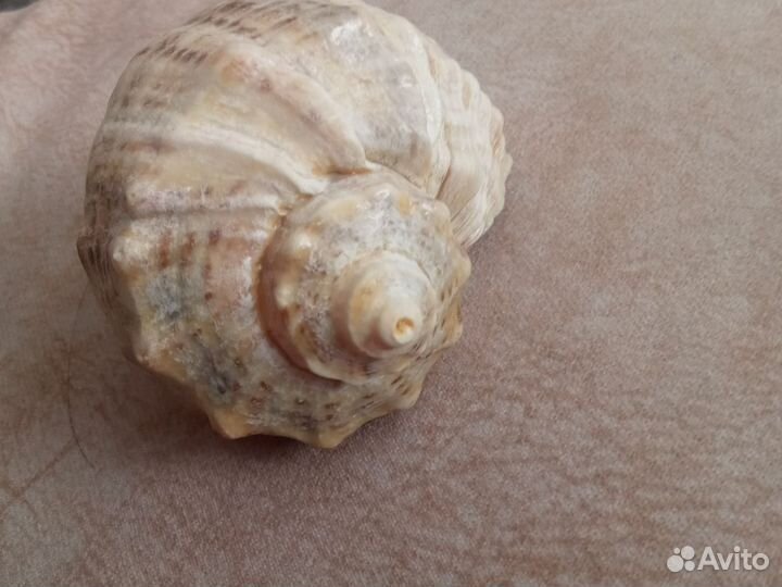 Ракушки для аквариума