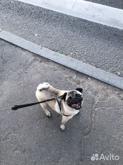 Передержка животных