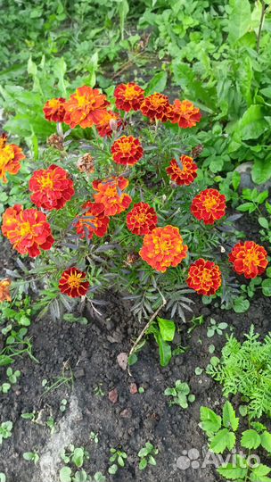 Бархатцы семена