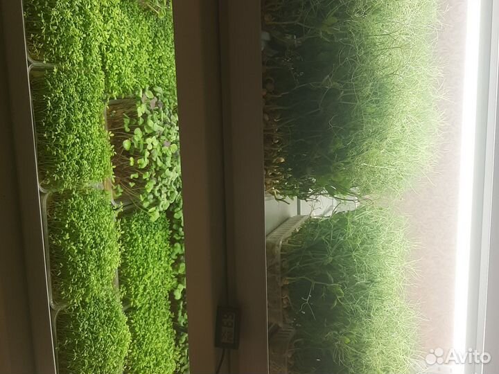 Микрозелень