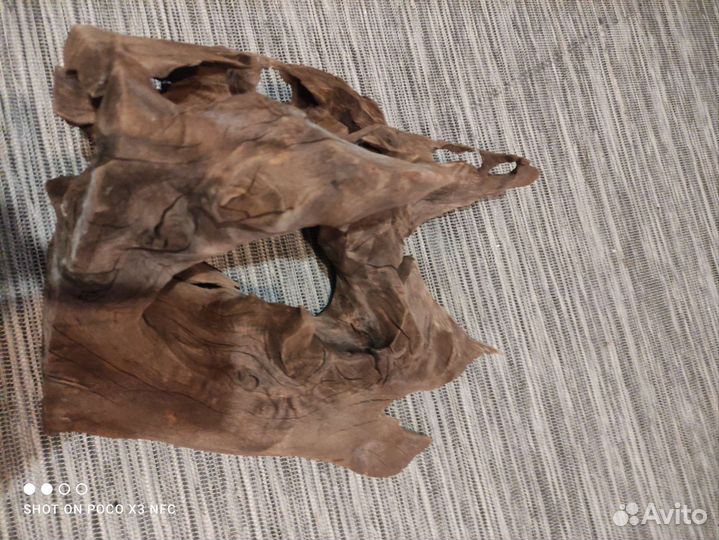 Мангры коряга