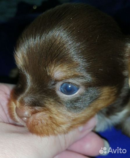 Шоколадная девочка