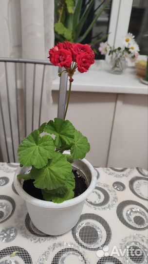 Пеларгония герань сортовая