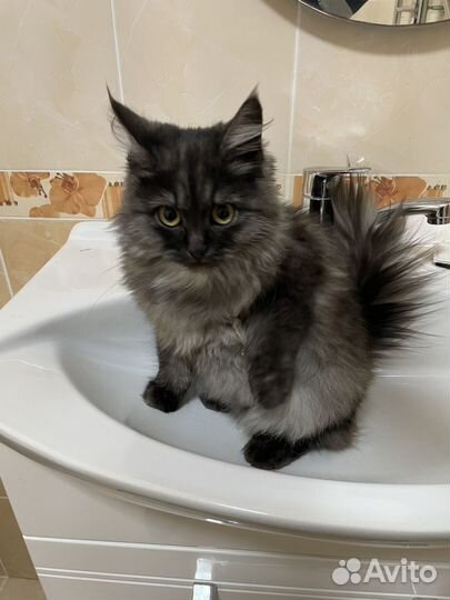 Кошечка красавица