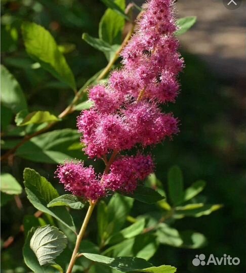 Саженцы спиреи