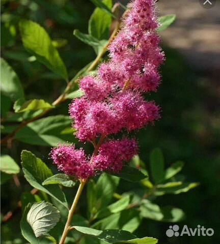 Саженцы спиреи