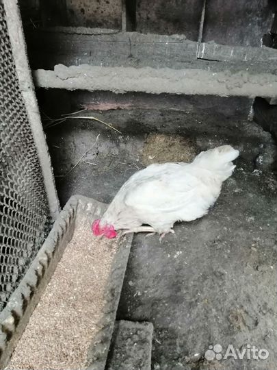 Куры петухи
