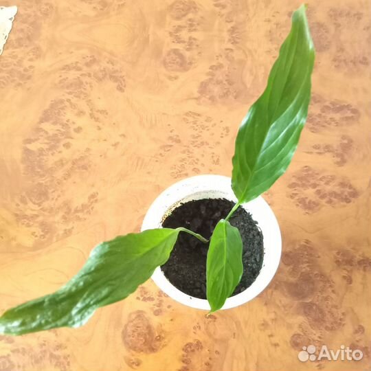 Комнатные растения - спатифиллум