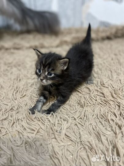 Чистокровные мейн-куны