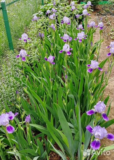 Ирисы