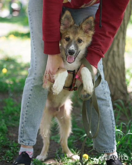 Щенок Тоби ищет дом