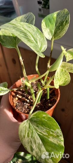 Сциндапсус Marble Queen