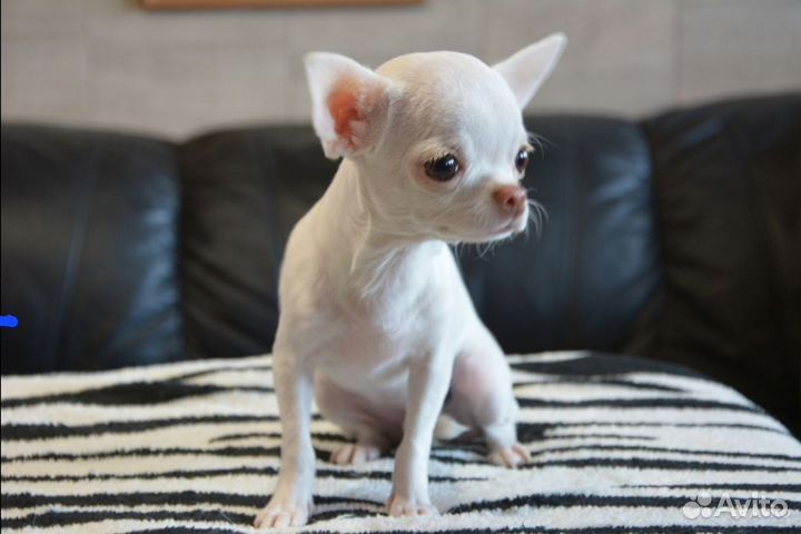 Щенки Чихуахуа