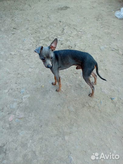 Русский той-терьер вязка