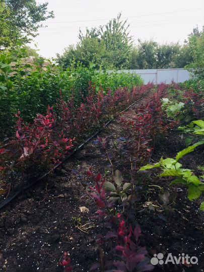 Барбарис тунберга