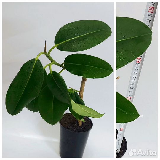 Фикус эластика