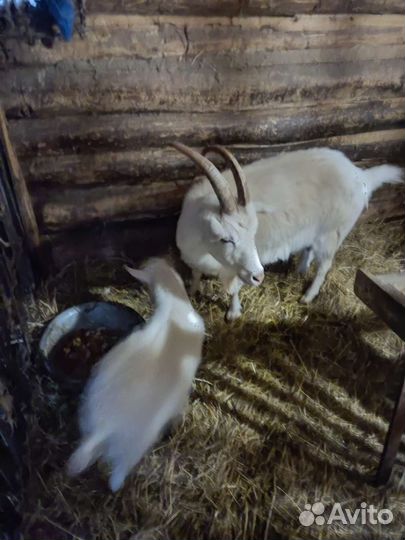 Козы, козлята, козлы