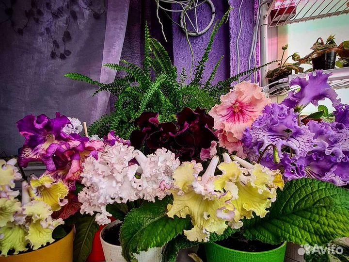 Стрептокарпусы сортовые мировых селекционеров