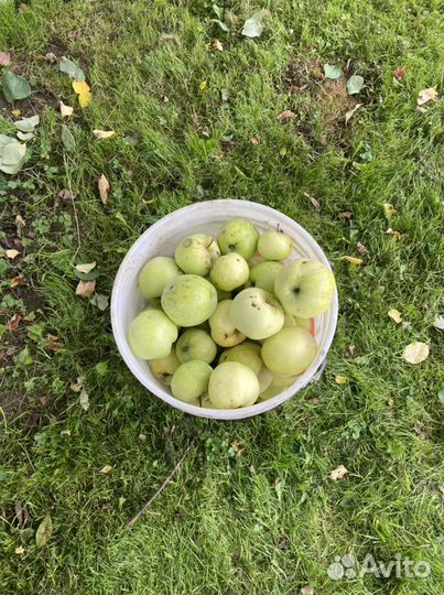 Сушеные яблоки