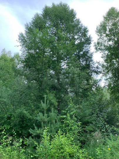 Участок 17 сот. (СНТ, ДНП)