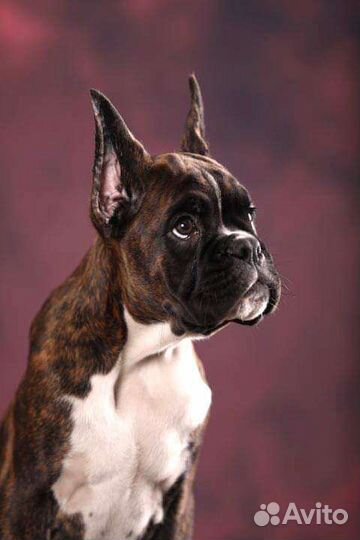 Брутальный мачо боксер