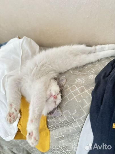 Котик Симба,6 месяцев в добрые руки