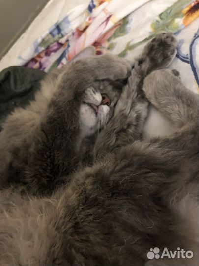 Сфинкс браш