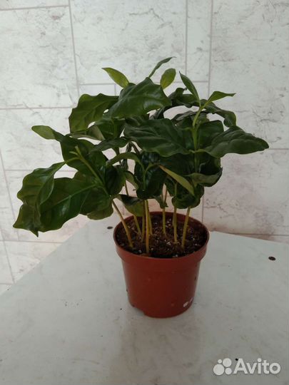 Кофейное дерево