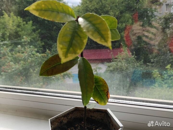 Лавровый лист комнатное растение
